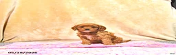 Cavapoo dogs for sale: Mercy - Ad 4