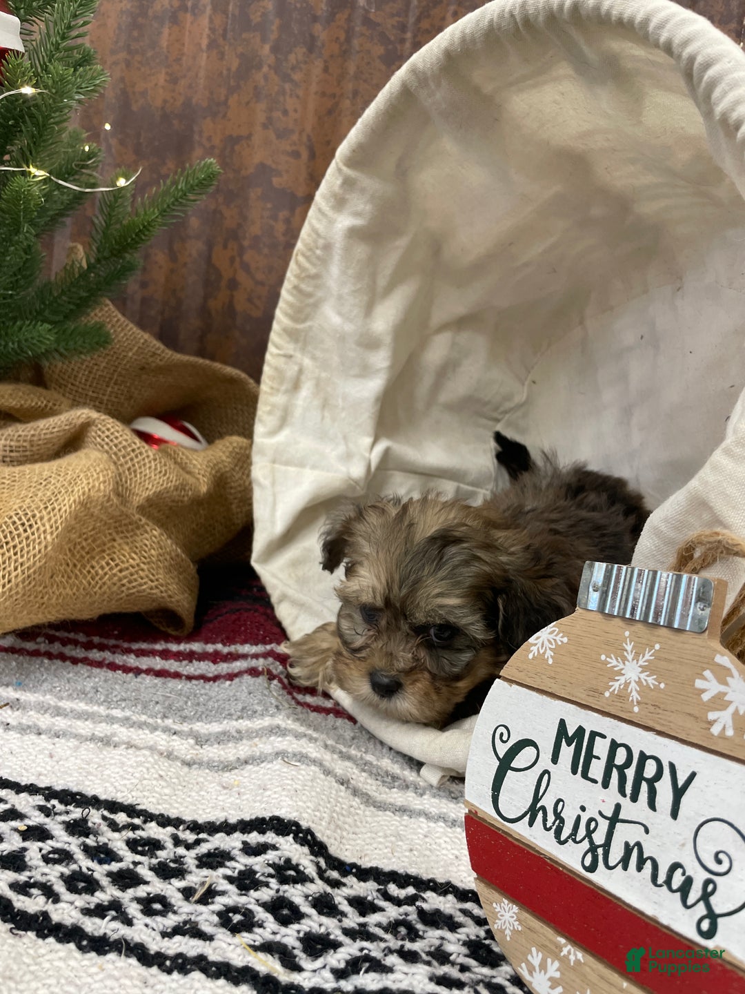 Shihpoo dogs for sale: Callie - Ad 2