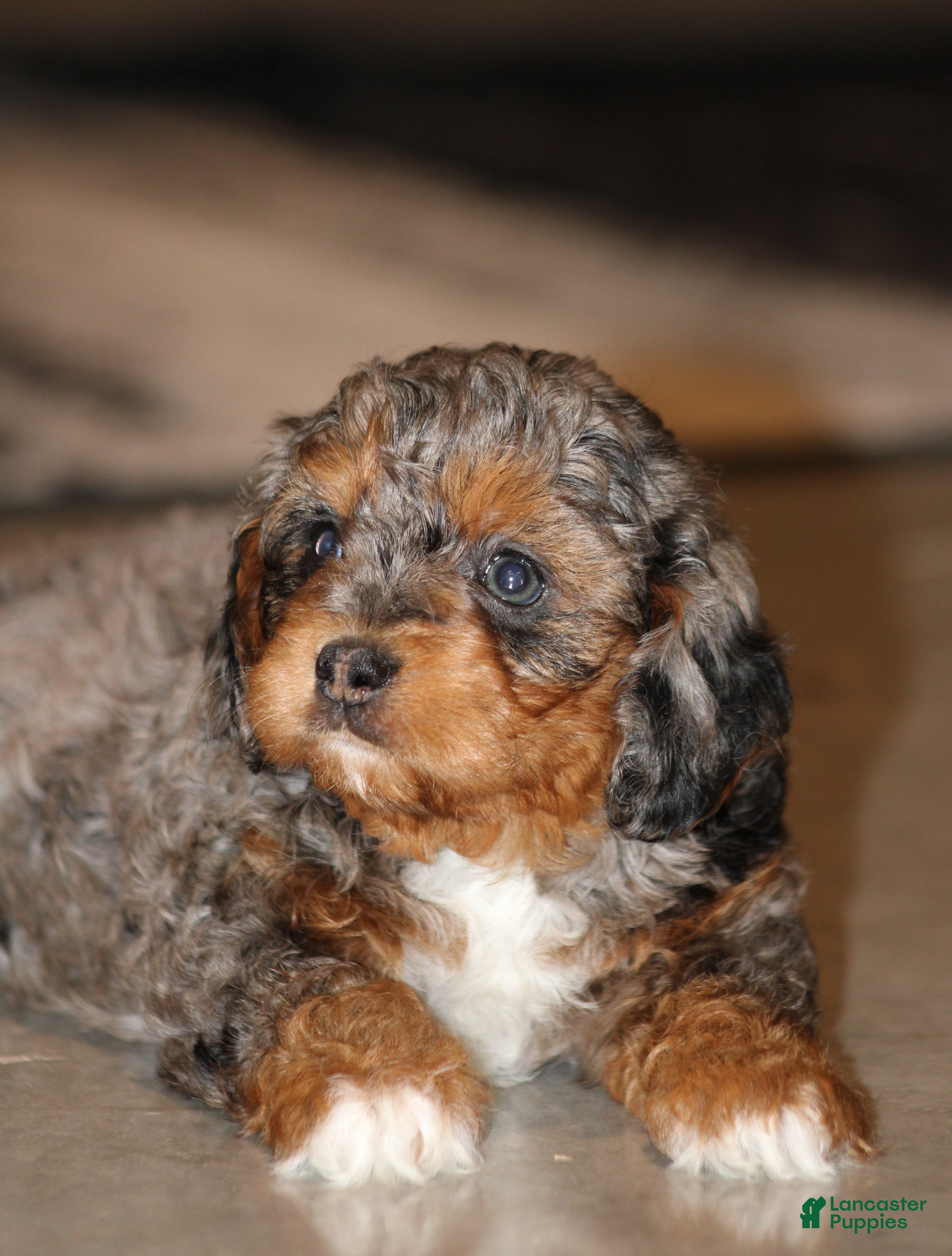 Cavapoo dogs Claire - Ad 2