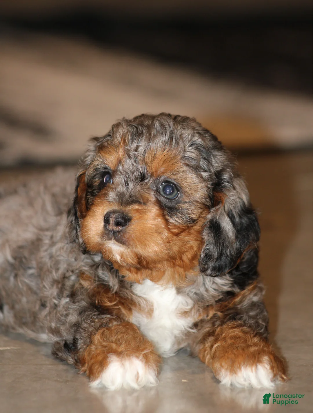 Cavapoo dogs for sale: Claire - Ad 2