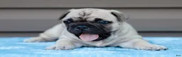 French Bulldog dogs for sale: Miracle - Ad 4