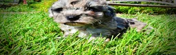 Havapoo dogs for sale: Huggles - Ad 7