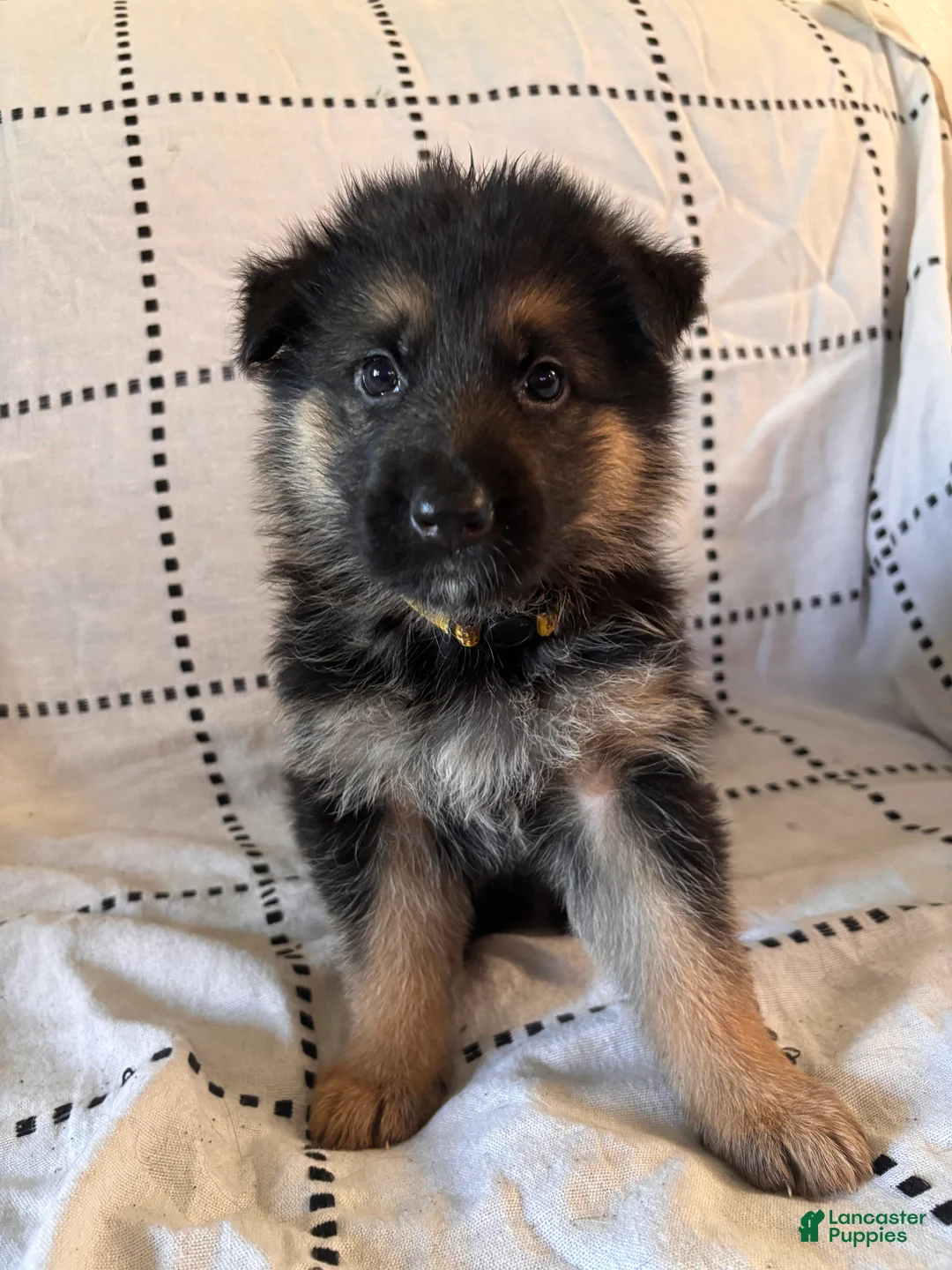 German Shepherd dogs for sale: Olive (Yellow Collar) - Ad 2