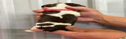 English Springer Spaniel dogs for sale: Sunny - Ad 4