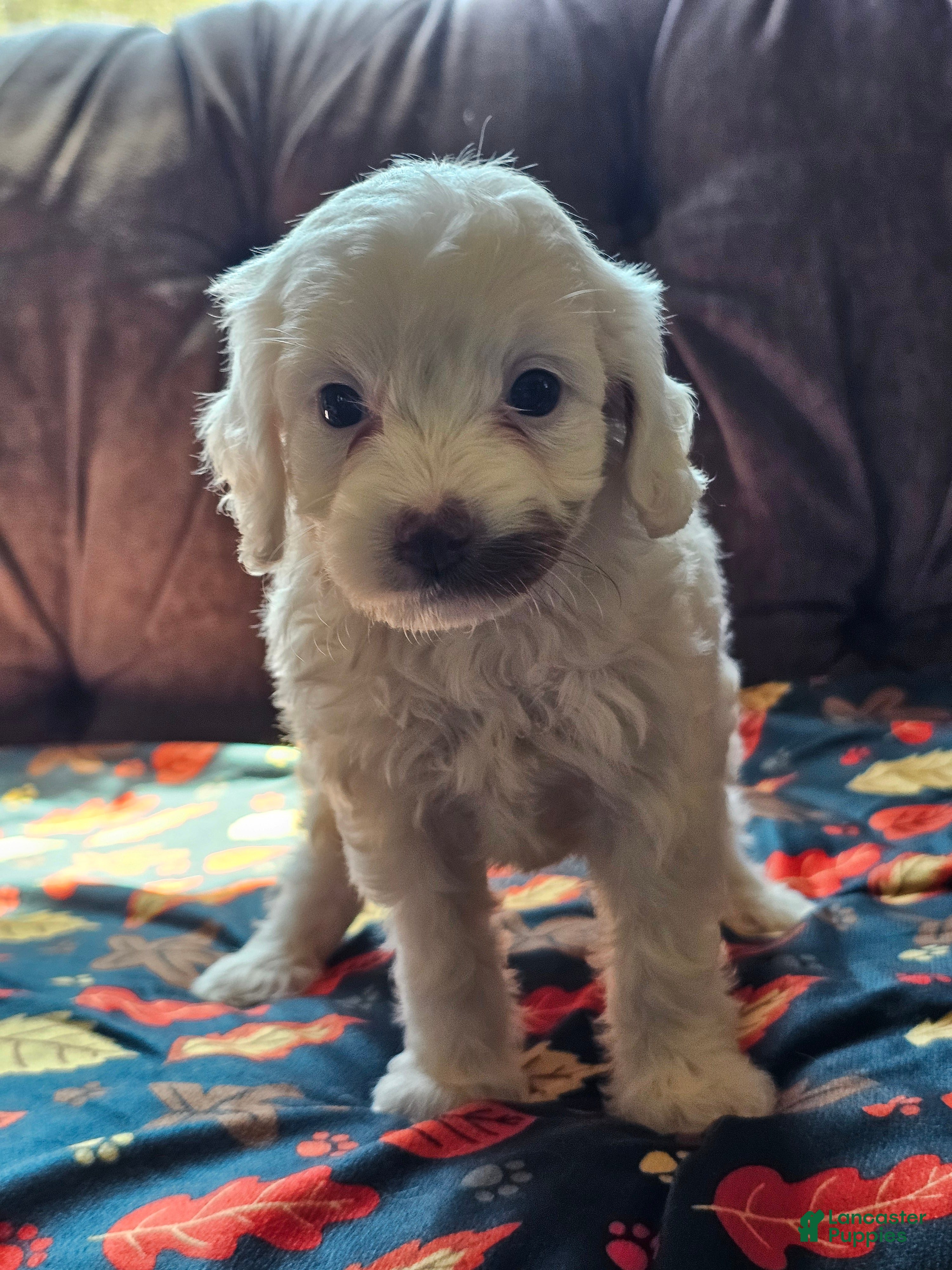 Cavapoo dogs Cavapoo 2 - Ad 1
