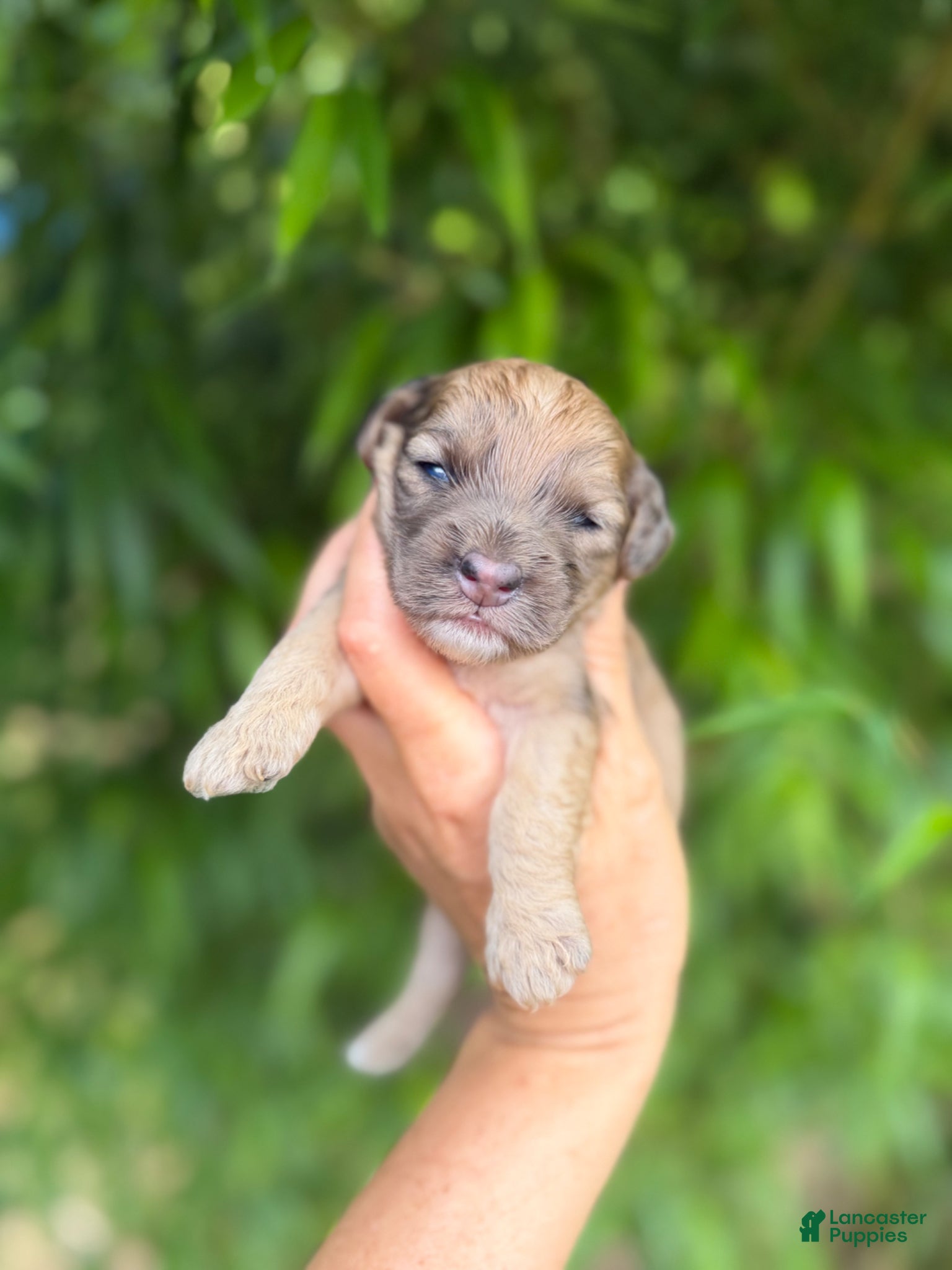 Cockapoo dogs Cockapoo Puppy 2 - Ad 9