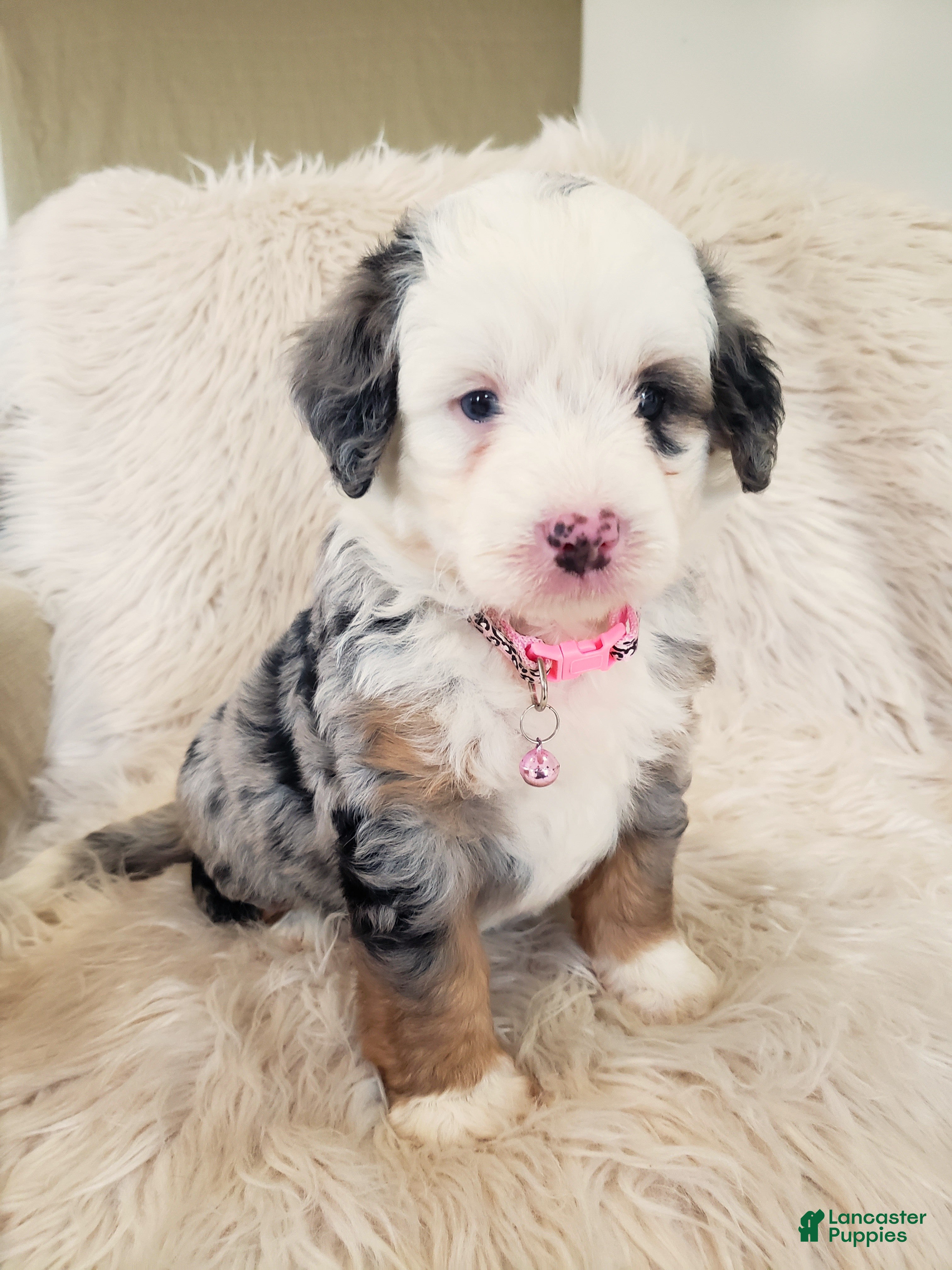 Mini Bernedoodle dogs MAYBELLE - Ad 1