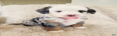 MAYBELLE