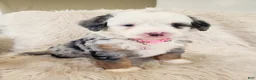 Mini Bernedoodle dogs for sale: MAYBELLE - Ad 1