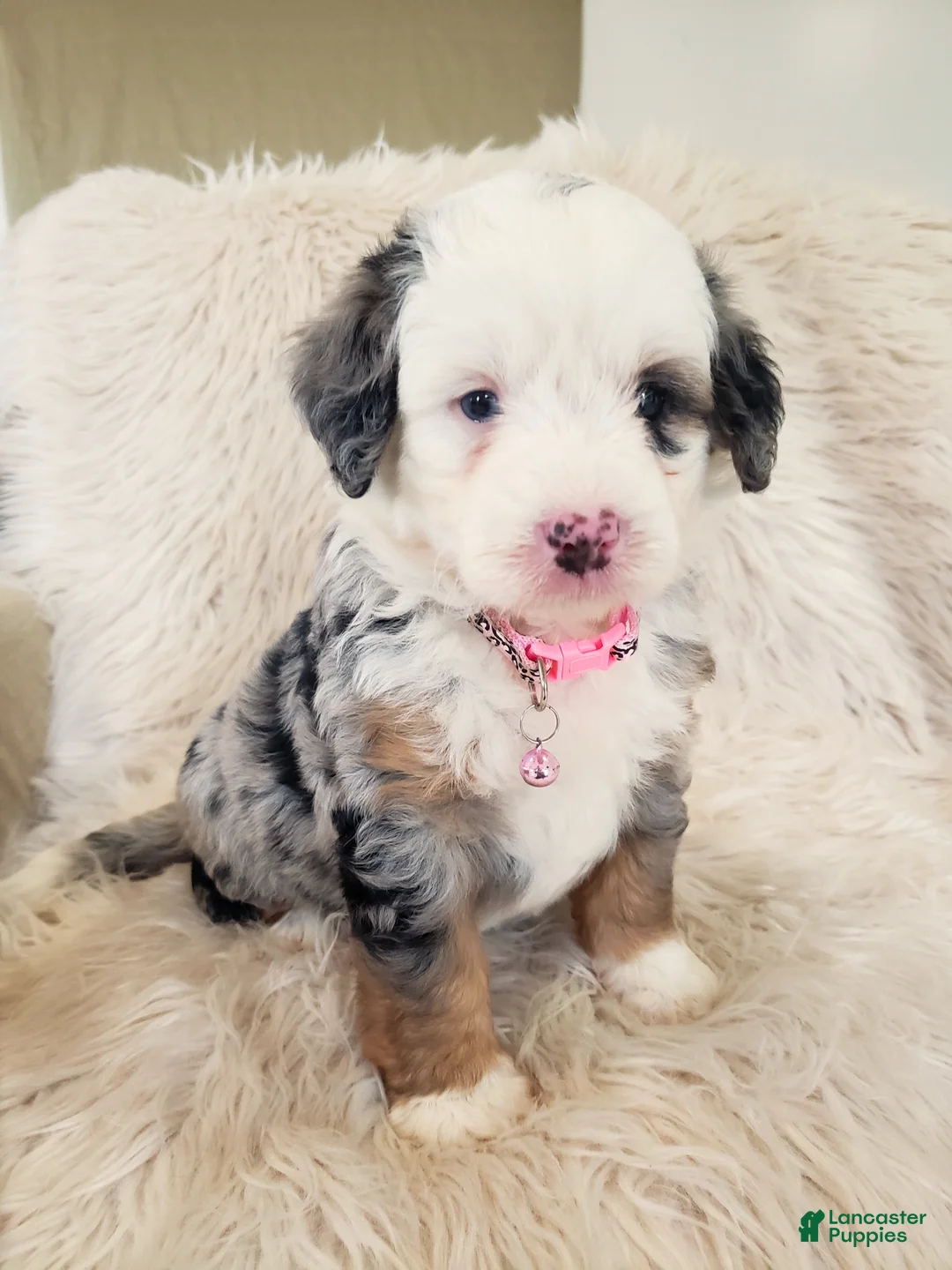 Mini Bernedoodle dogs for sale: MAYBELLE - Ad 1