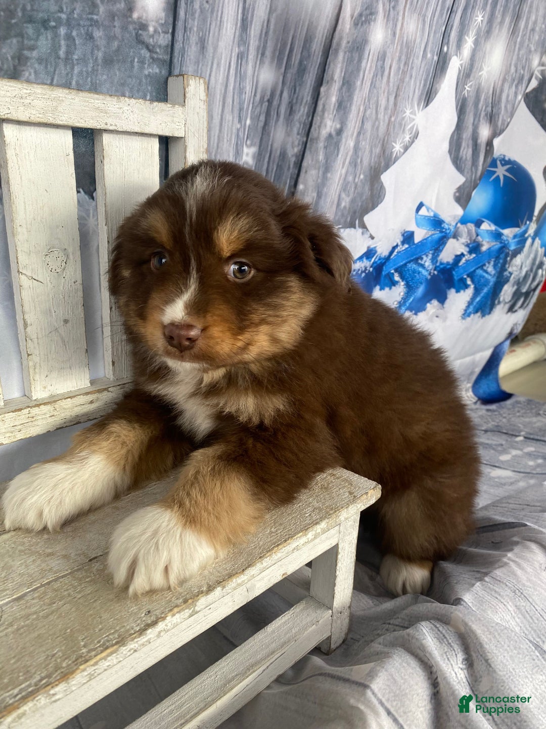 Australian Shepherd dogs for sale: Orion - Ad 5