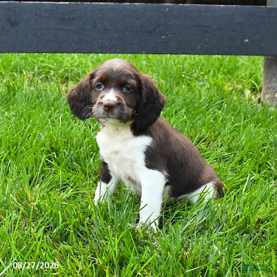 English Springer Spaniel dogs Bandit - Ad 1