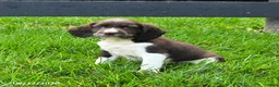 English Springer Spaniel dogs for sale: Bandit - Ad 1