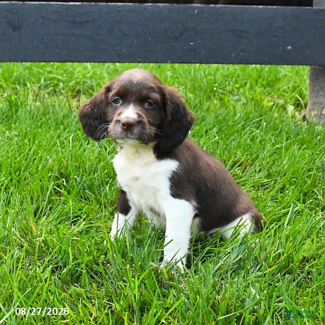 English Springer Spaniel dogs for sale: Bandit - Ad 1