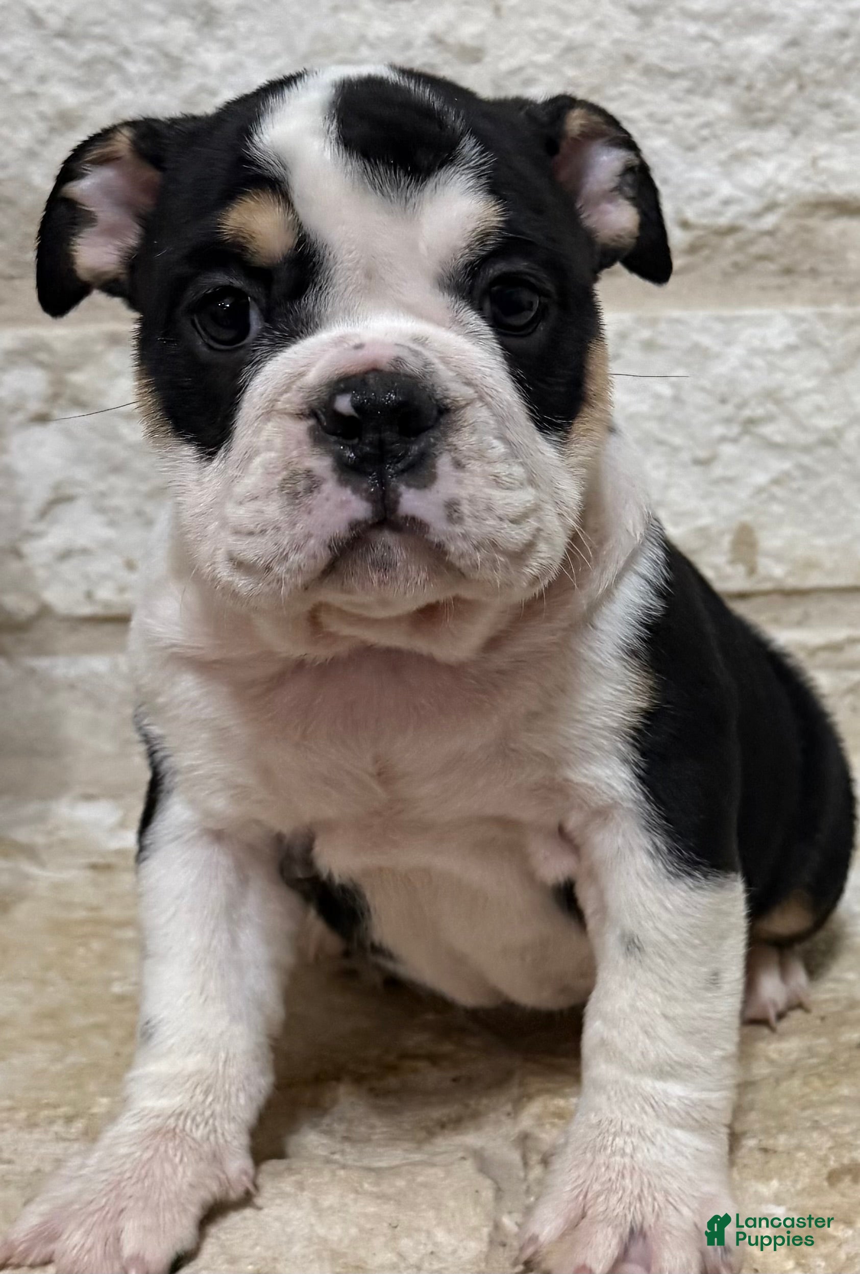 English Bulldog dogs Gigi - Ad 1