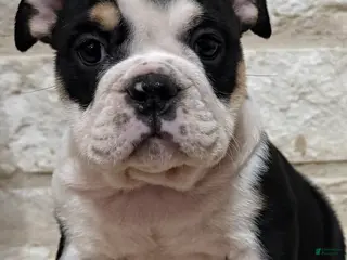 English Bulldog dogs for sale: Gigi - Ad 1