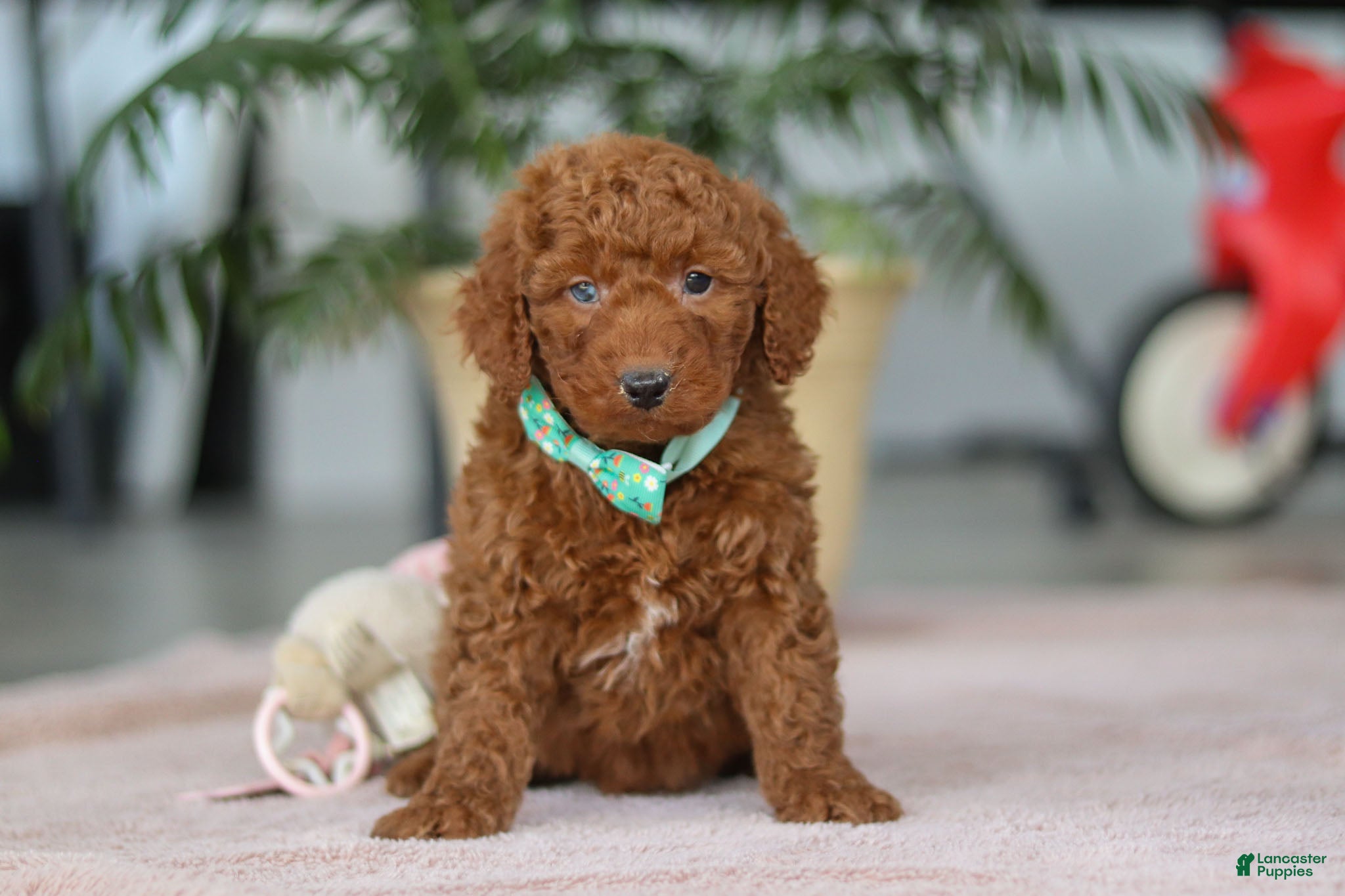 Mini Goldendoodle dogs Turbo - Ad 7