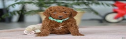 Mini Goldendoodle dogs for sale: Turbo - Ad 1