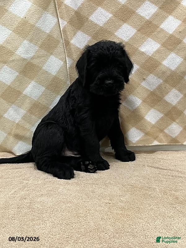 Giant Schnauzer dogs Baxter - Ad 2