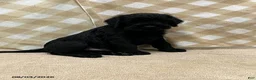 Giant Schnauzer dogs for sale: Baxter - Ad 2