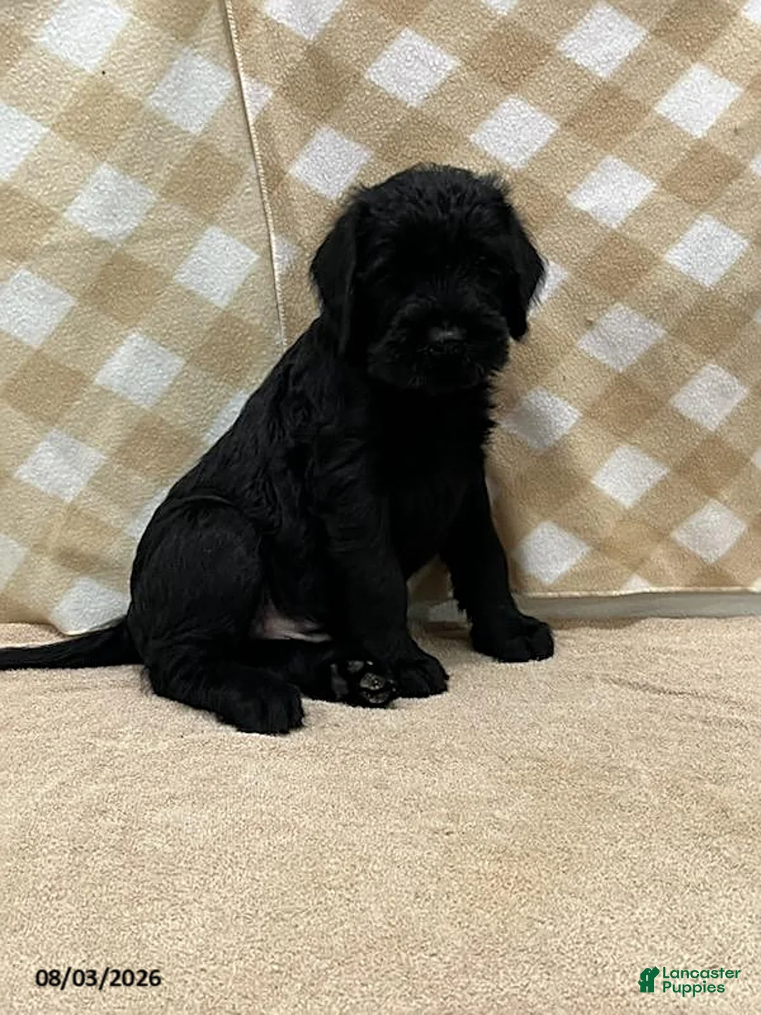 Giant Schnauzer dogs for sale: Baxter - Ad 2