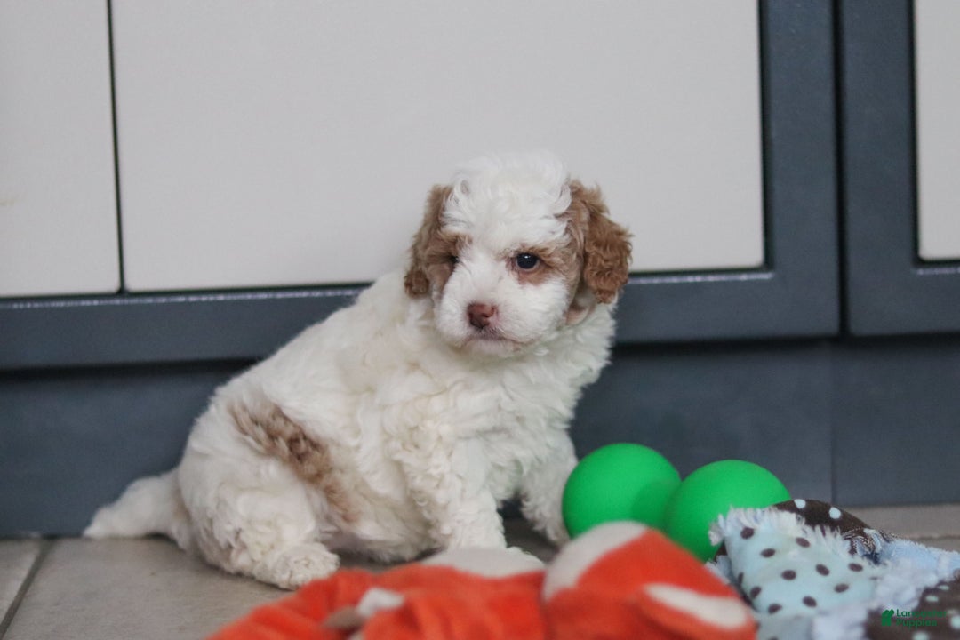 Mini Goldendoodle dogs for sale: Hallie - Ad 2