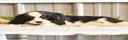 Cavalier King Charles Spaniel dogs for sale: Keller - Ad 5