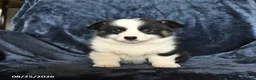 Welsh Corgi Pembroke dogs for sale: Ruger - Ad 4