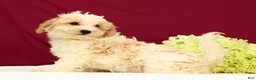 Maltipoo dogs for sale: Oliver - Ad 4