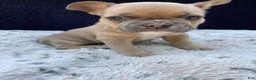 French Bulldog dogs for sale: French Bulldog 1 - Ad 2