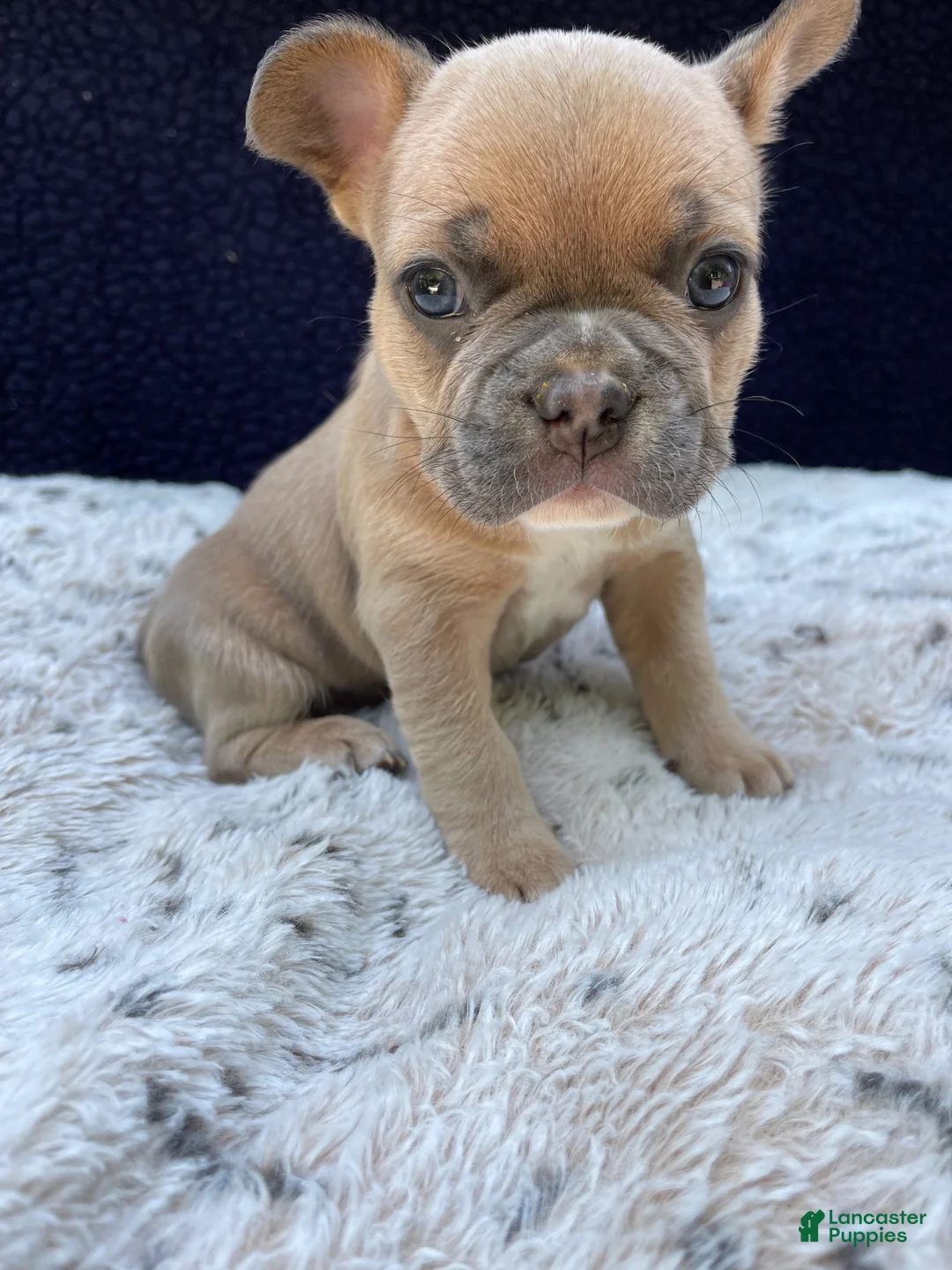 French Bulldog dogs for sale: French Bulldog 1 - Ad 2