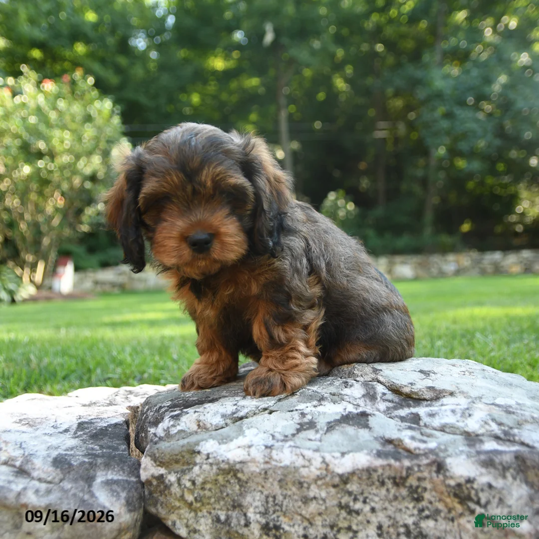 Shihpoo dogs for sale: Aden - Ad 1