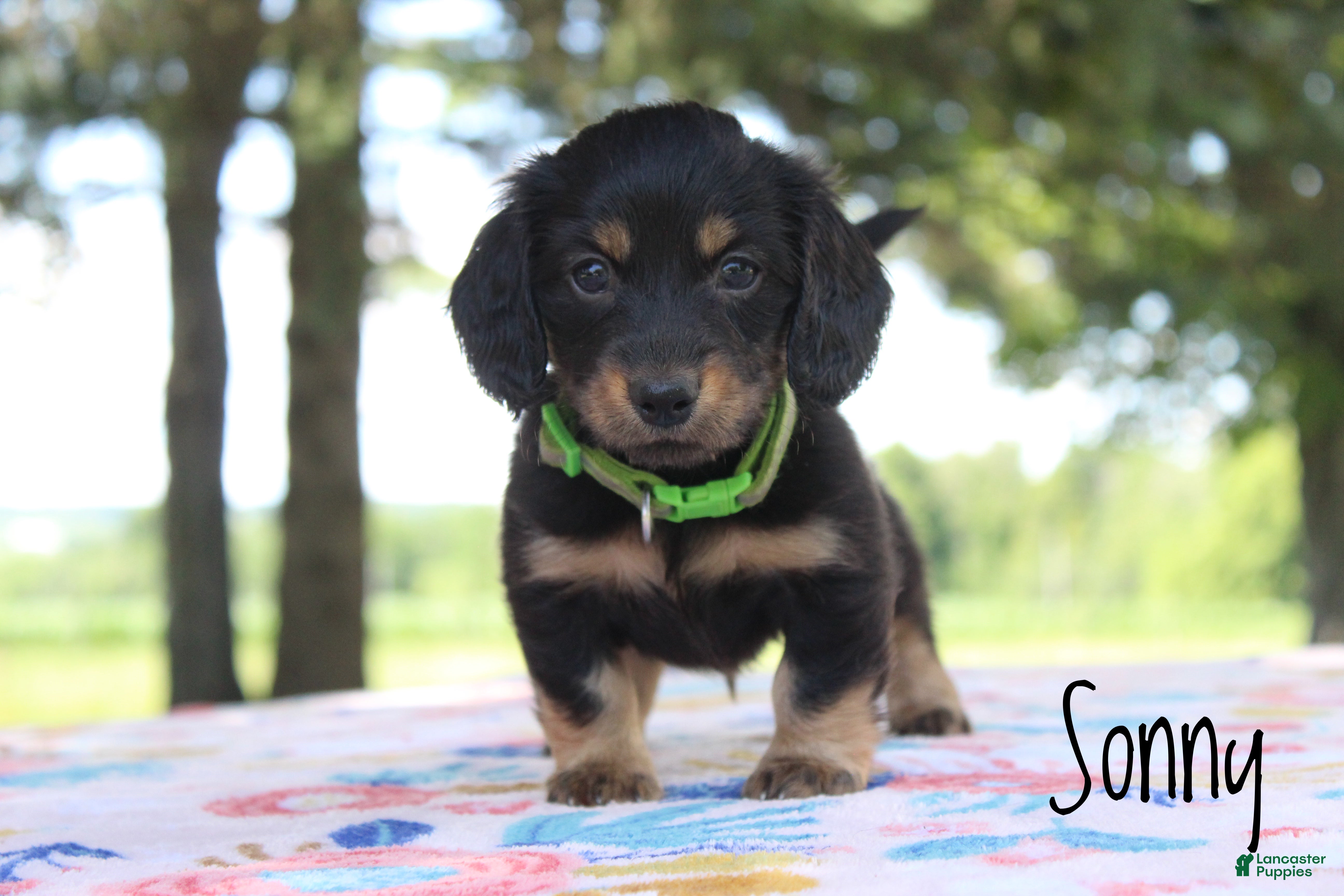 Miniature Dachshund dogs Sonny - Ad 1