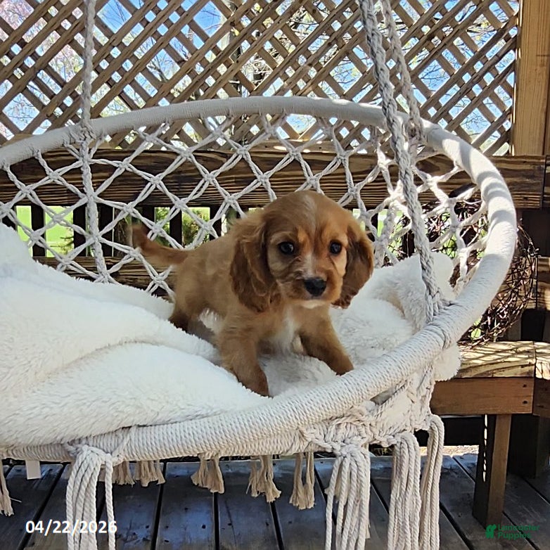 Cavapoo dogs Charm  - Ad 1