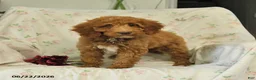 Mini Goldendoodle dogs for sale: Monica - Ad 3