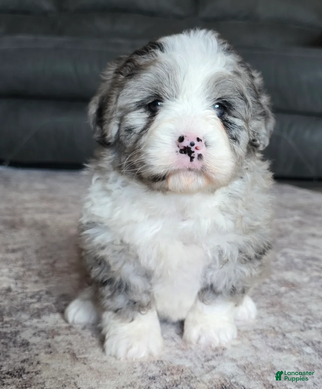 Mini Bernedoodle dogs for sale: Mini Maggie - Ad 1