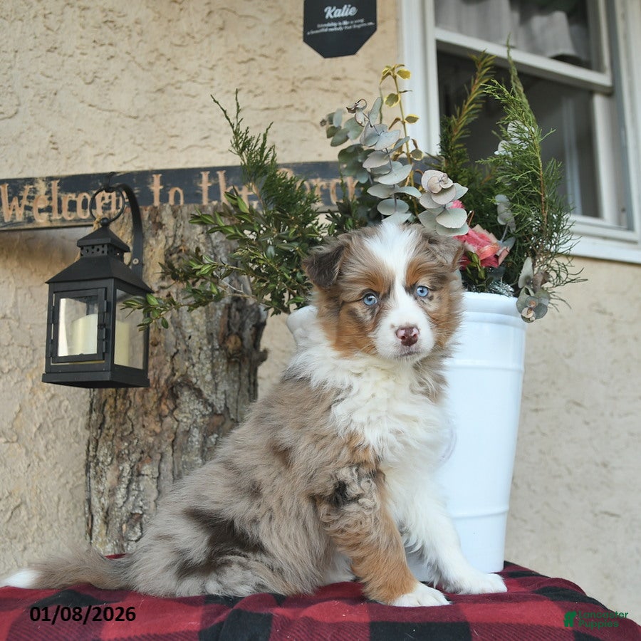 Australian Shepherd dogs Paige - Ad 13