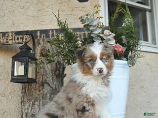 Australian Shepherd dogs Paige - Ad 13