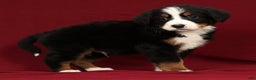 Bernese Mountain Dog dogs for sale: Zack - Ad 3