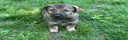 German Shepherd dogs for sale: German Shepherd 4 - Ad 6