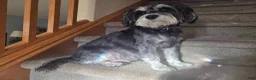 Miniature Schnauzer dogs for sale: Rosie - Ad 4