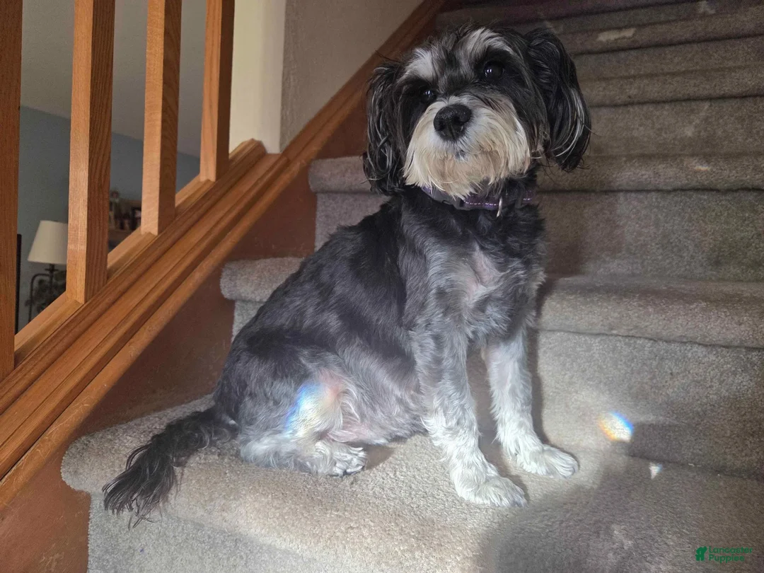 Miniature Schnauzer dogs for sale: Rosie - Ad 4