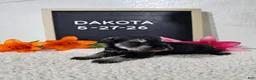 Miniature Schnauzer dogs for sale: Dakota - Ad 6