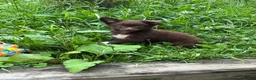 Chihuahua dogs for sale: Picnic - Ad 4
