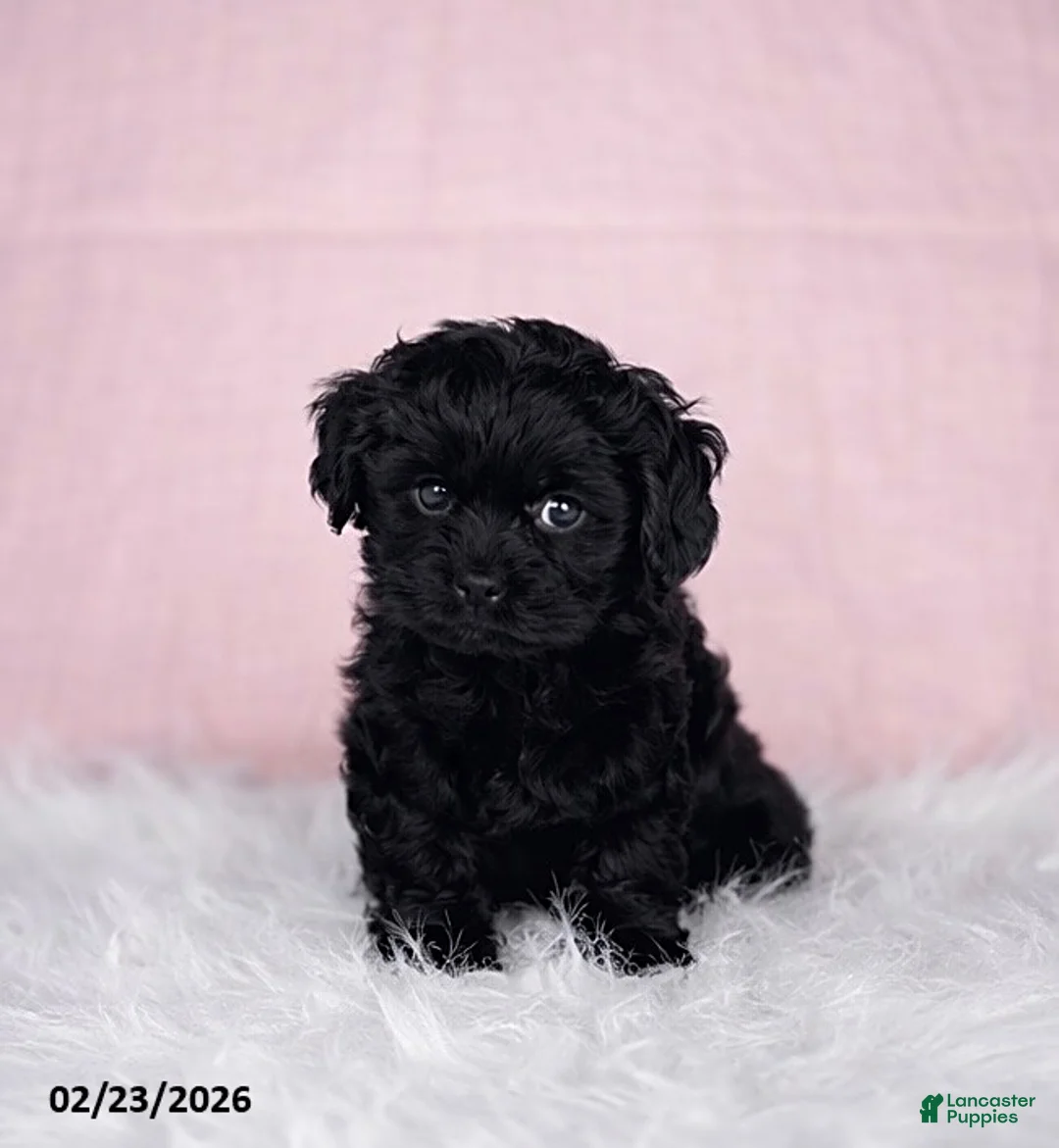 Mixed Breed dogs for sale: Millie - Ad 3