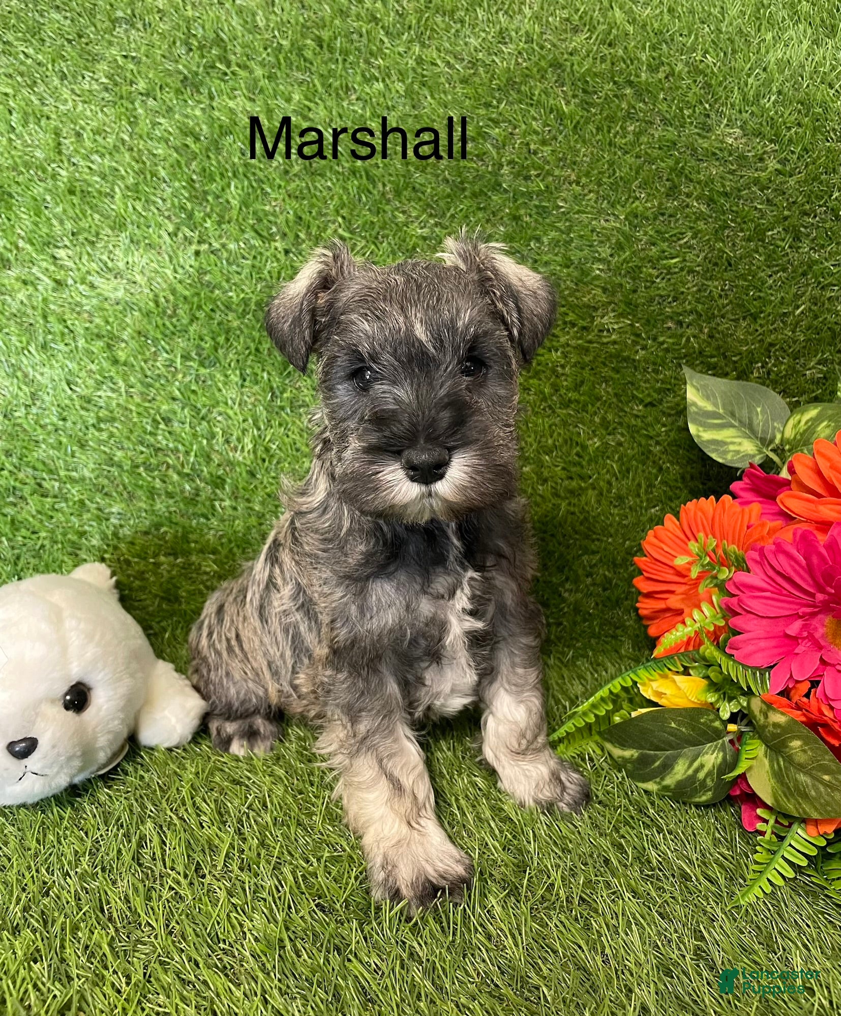 Miniature Schnauzer dogs Miniature Schnauzer Puppy 4 Marshall - Ad 1