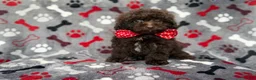 Shihpoo dogs for sale: Benson - Ad 6