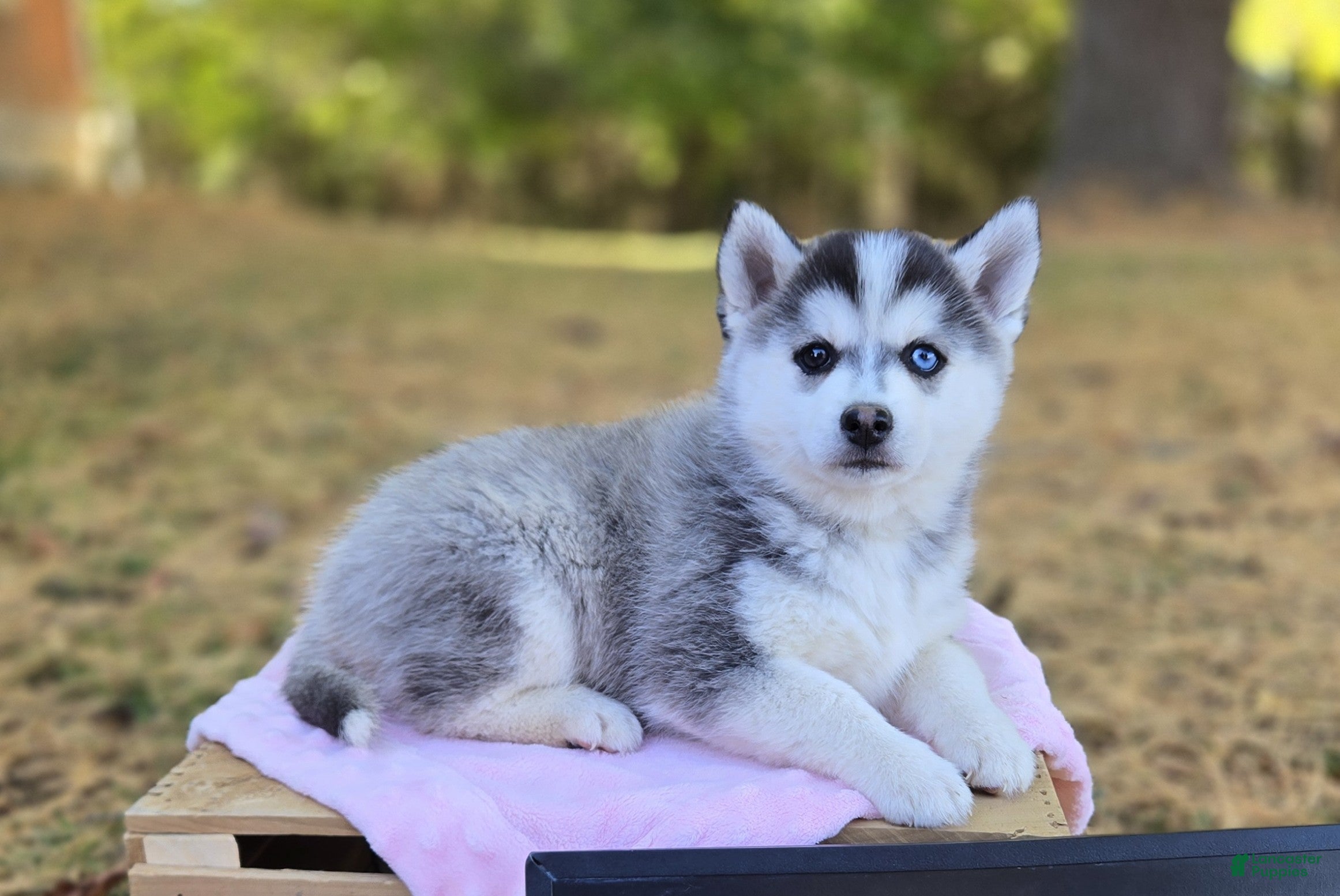 Pomsky dogs Autumn - Ad 30
