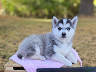 Pomsky dogs Autumn - Ad 28