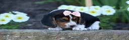 Beagle dogs for sale: Cleo 🌸 - Ad 3